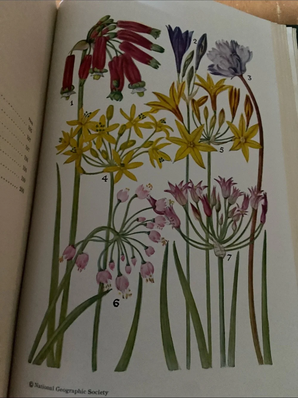Flowers West Coast Botanical Book flower floral wildflower wildflowers plants hc